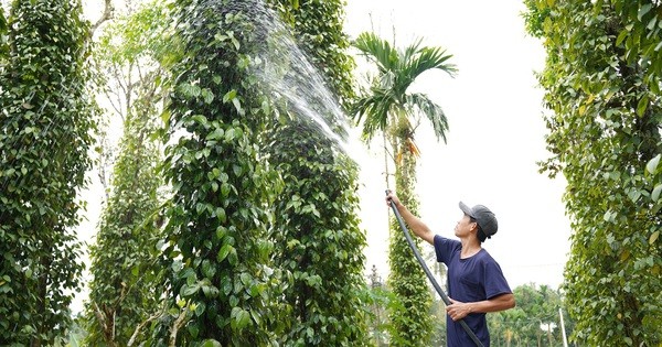 Làm kinh tế vườn, lão nông Quảng Nam thu nửa tỷ/năm