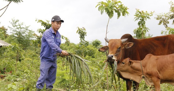 Bỏ lương 3,2 triệu/tháng, thầy giáo về quê làm nông thu nhập 500 triệu/năm