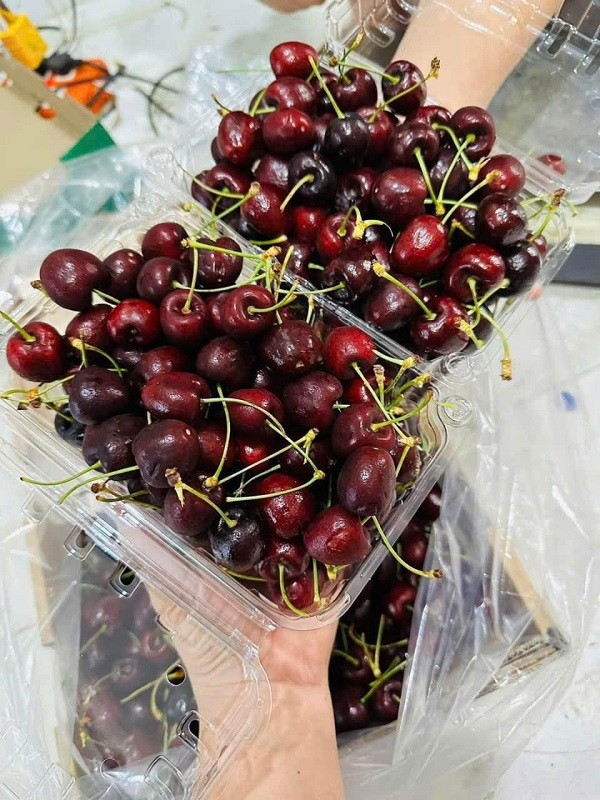 Thực hư cherry giá rẻ “bao giòn ngọt” 