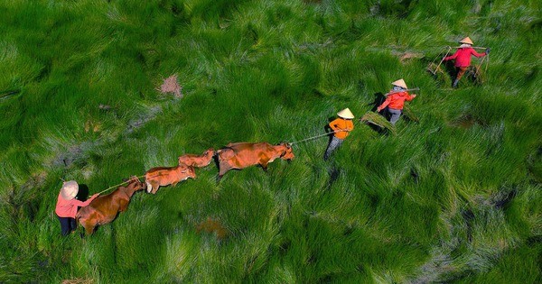 “Lộc trời ban” cánh đồng cỏ năng đẹp mê ly duy nhất ở Miền Trung