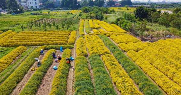 Sắc vàng rực rỡ trên cánh đồng cúc chi mùa thu hoạch