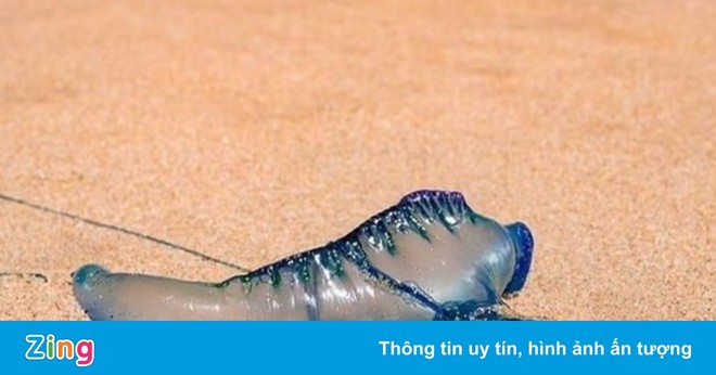 Đi bơi, nuốt nhầm sứa blue bottle phải nhập viện ở Australia