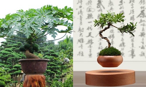 Những kiểu bonsai độc lạ làm nóng thị trường Tết 2017