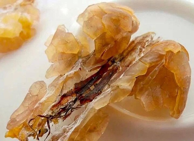 “Thần dược ếch nhái” đang “hot” 100 triệu đồng/kg có gì độc?