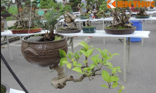 Ngắm những chậu bonsai mini trồng ngược đẹp mê mẩn 