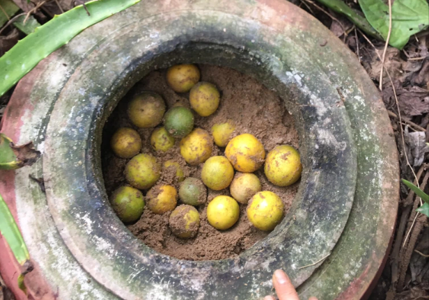 "Tuyệt chiêu" bảo quản chanh tươi suốt vài tháng không cần tủ lạnh