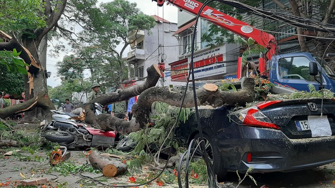 Cơn dông quật cây phượng cổ thụ ở Hải Phòng đổ trúng nhiều xe máy, ô tô