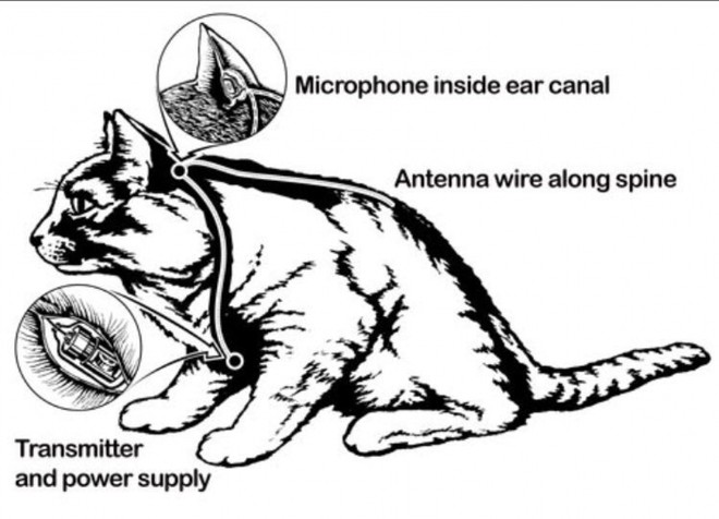 Dự án huấn luyện mèo thành điệp viên của CIA vì sao thất bại?