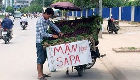 Phân biệt mận Trung Quốc đội lốt mận tím Sapa 