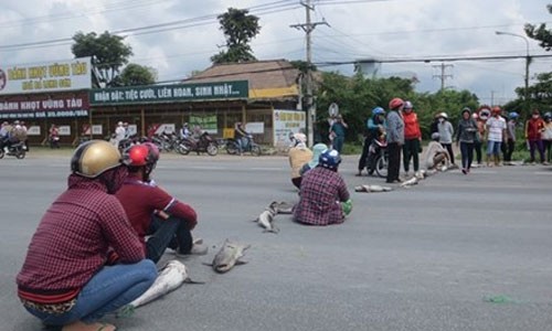 Bà Rịa-Vũng Tàu: Cá chết hàng loạt do trời mưa