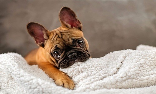 Giống chó Bulldog và những hành động “đốn tim” chủ