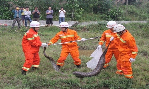 Tóm gọn trăn khổng lồ đang "phè phỡn" ăn thịt vịt