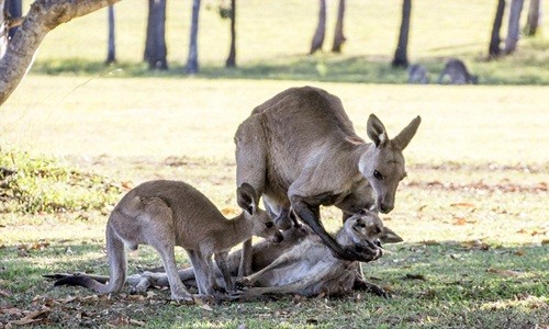 Đau lòng khoảnh khắc kangaroo đực từ giã bạn đời