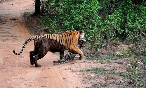 Báo đốm con chết thảm trước "đòn đánh đẫm máu" của hổ 