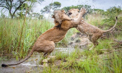 Chị em sư tử kịch chiến rèn luyện kỹ năng săn mồi