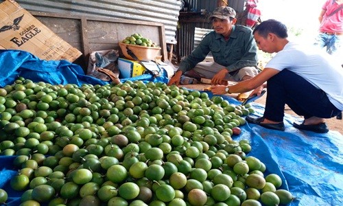 Kon Tum: Thuê “xã hội đen” đe dọa, ép bán chanh dây giá thấp? 