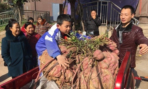 Khoai lang “vua” nặng 119 kg gây choáng váng