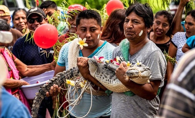 Kỳ quặc đám cưới của Thị trưởng Mexico và cá sấu 