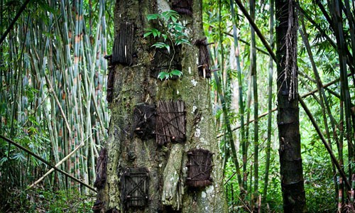 Ám ảnh nghi lễ an táng trẻ em trong “mộ cây“