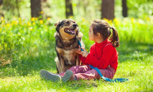 Lý giải thú vị: Vì sao chó có thể hiểu được tiếng người? 