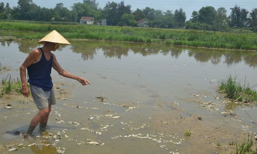 Cá chết bất thường ở Đà Nẵng, dân nghi do nhà máy xả thải