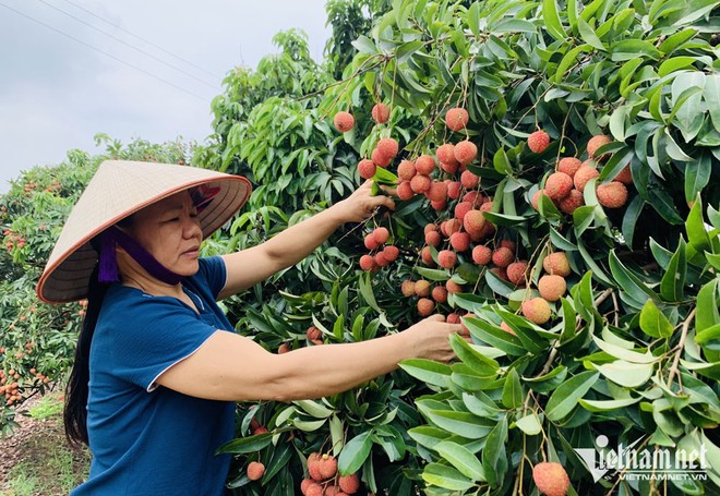 Từng là đặc sản rẻ như cho, nay nổi tiếng thu về nghìn tỷ