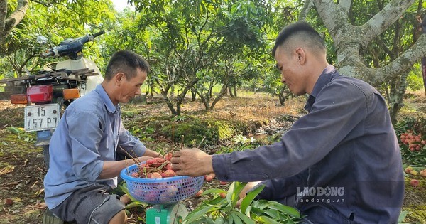 Vải u trứng trắng ở Hải Dương ngon cỡ nào ai nhìn cũng ham ăn?