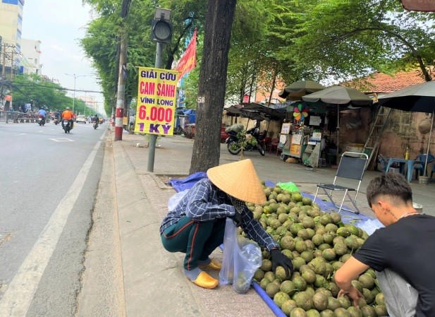 Vì sao cam sành Vĩnh Long tiếp tục rớt giá?