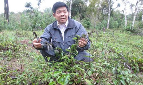 Khâm phục "phù thủy" nông dân cứ trồng cây là cây... “đẻ ra vàng“