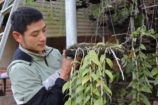 Lạ mà hay: Cho lan rừng 'uống' nước luộc đu đủ thu hàng trăm triệu