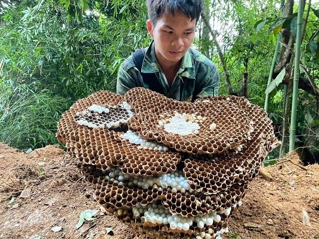 Nuôi loài ong kịch độc, thương lái Trung Quốc lùng mua 