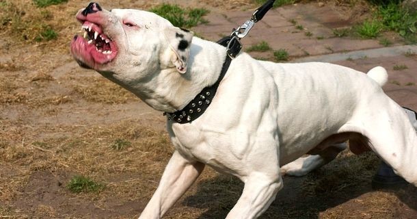 Kinh hoàng: 15 người đứng nhìn chó pit bull cắn chết bé 7 tuổi