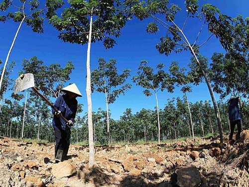 UBND tỉnh được quyền cho DN vốn nước ngoài thuê đất trồng rừng