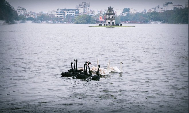 Bất ngờ vây bắt 12 con thiên nga đưa khỏi hồ Gươm