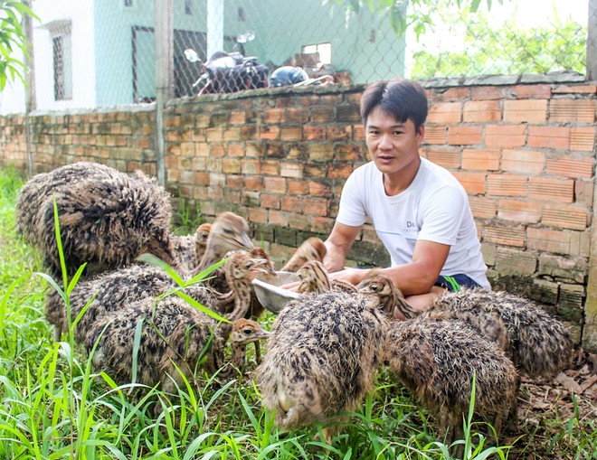 Nuôi chim to xác, hiền như thỏ, nhát như cáy, bán 5,5 triệu/cặp