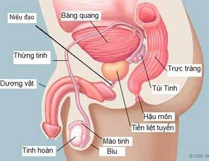 Nam giới càng lớn tuổi, càng dễ mắc ung thư tiền liệt tuyến