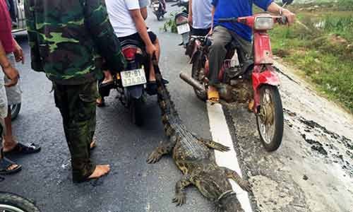 Hy hữu...tóm cá sấu trên Quốc lộ 1