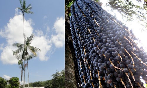 Thu hoạch siêu quả acai berry hái ra tiền