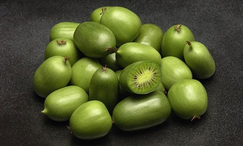 Tận mục giống kiwi berry xanh hái ra tiền