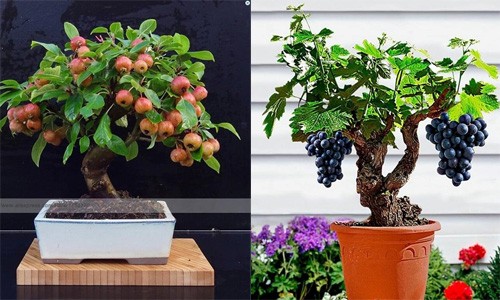 Mê mẩn bonsai hoa quả sai trĩu trịt