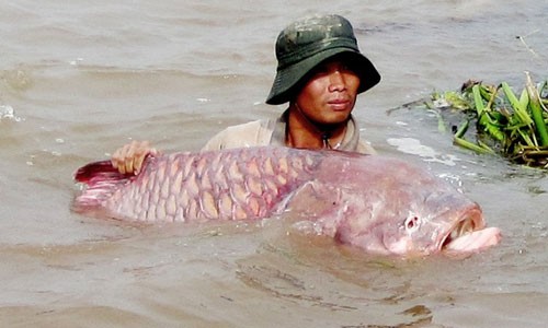 Chuyện ly kỳ xung quanh loài cá một con bằng mấy cây vàng