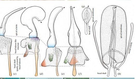 Thế giới hang động kỳ lạ nơi nữ giới có… “cậu nhỏ“