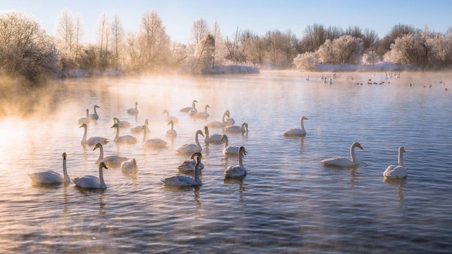 Vẻ đẹp mê hoặc của Hồ thiên nga ở Siberia