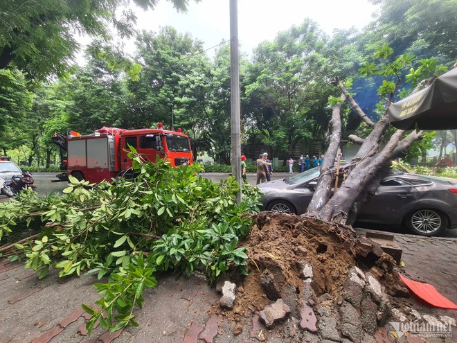 Hà Nội: Cây đa bật gốc đè trúng ô tô 5 chỗ