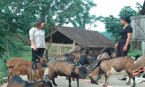 Dân kêu cứu đoàn ĐB Quốc hội vì "dê tặc" lộng hành