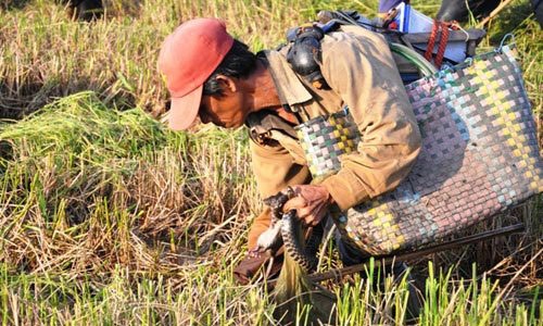 Theo chân thợ săn chuột đồng ở Sài Gòn