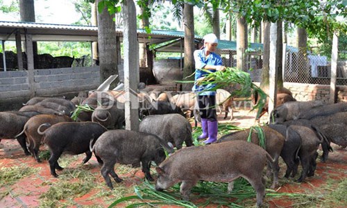 “Rỉ tai” cách chọn mua lợn rừng chuẩn làm đặc sản ăn Tết