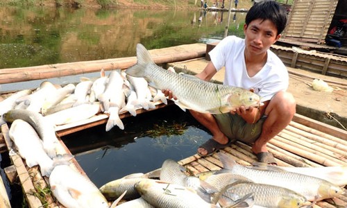 Báo cáo vụ cá chết hàng loạt trên sông Bưởi lên Thủ tướng