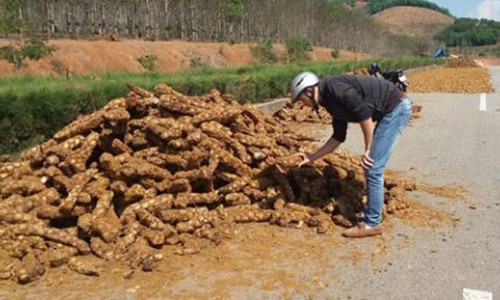 Xót xa dân săn dược liệu quý bán giá bánh mỳ cho Trung Quốc