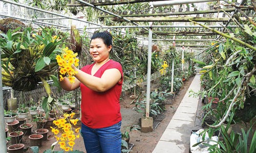 Nữ nông dân thăng hoa với lan rừng, thu vài tỷ mỗi năm